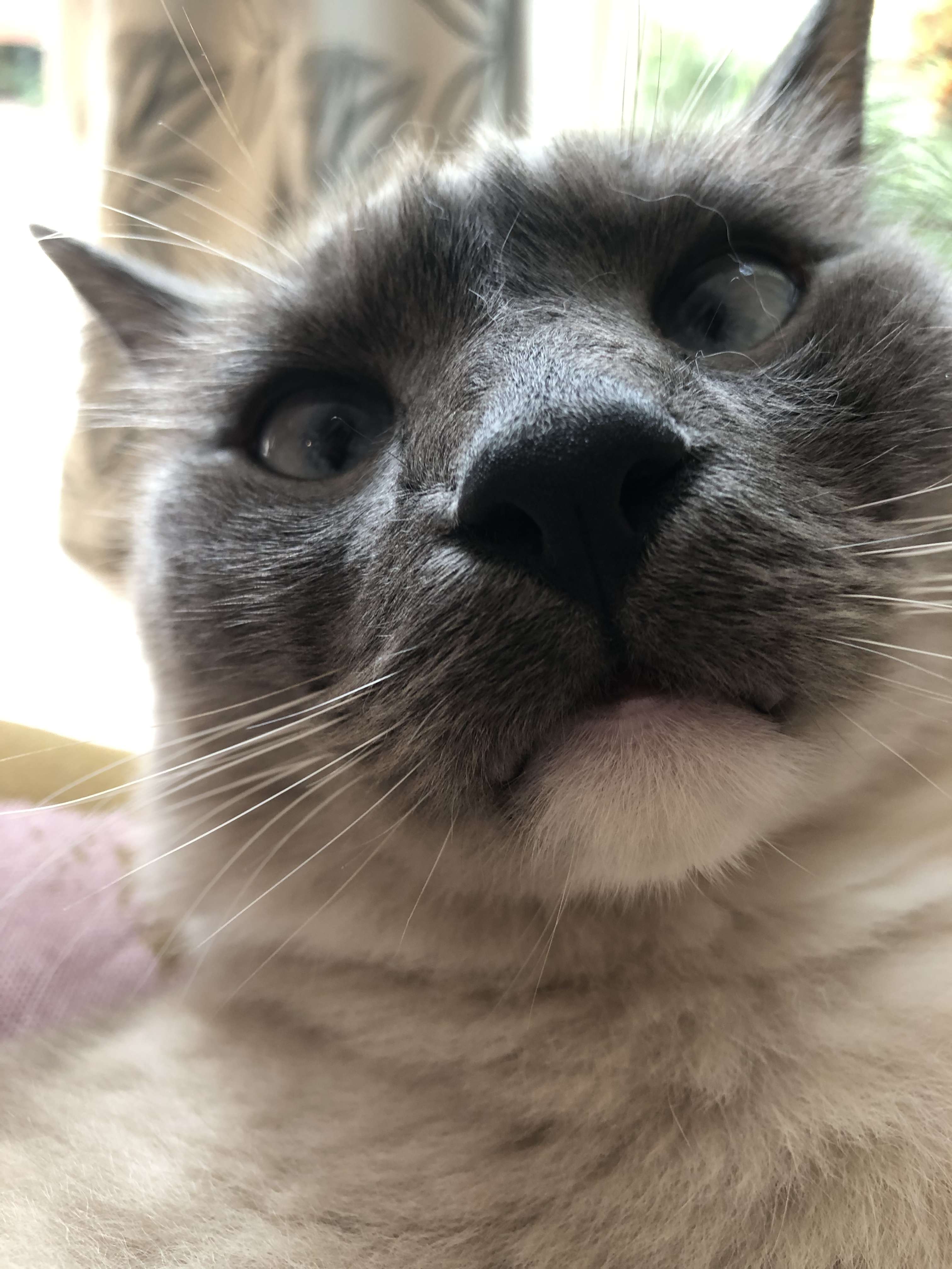 Neo the Cat