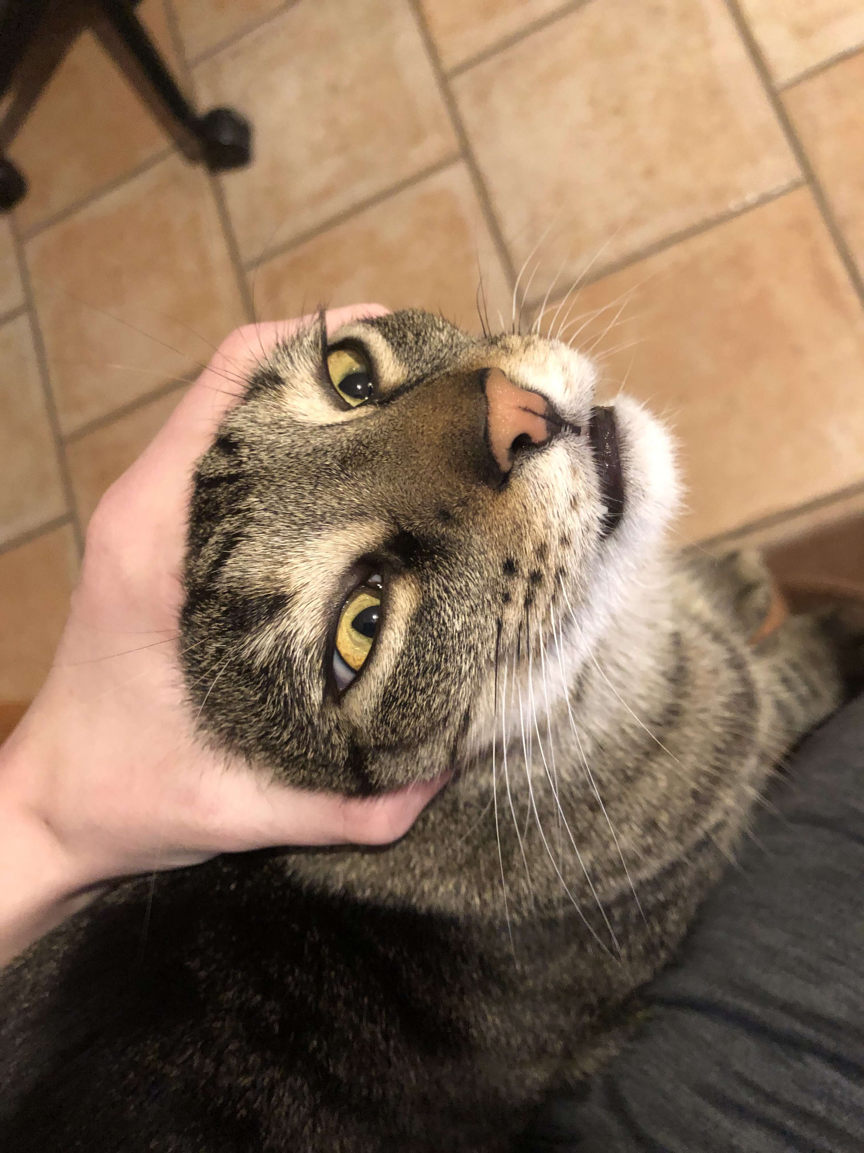 Storm the Cat